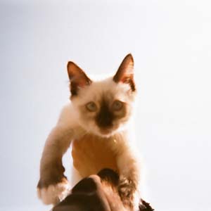 こんな所に…猫！“猫”曲を聴きまくる